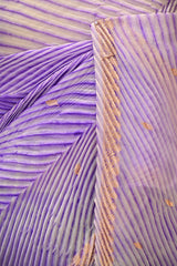 Purple Half and Half Organza Silk Saree with Crushed Shibori Pallu