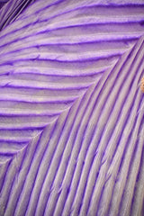 Purple Half and Half Organza Silk Saree with Crushed Shibori Pallu